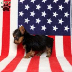 Declan, Yorkie Puppy